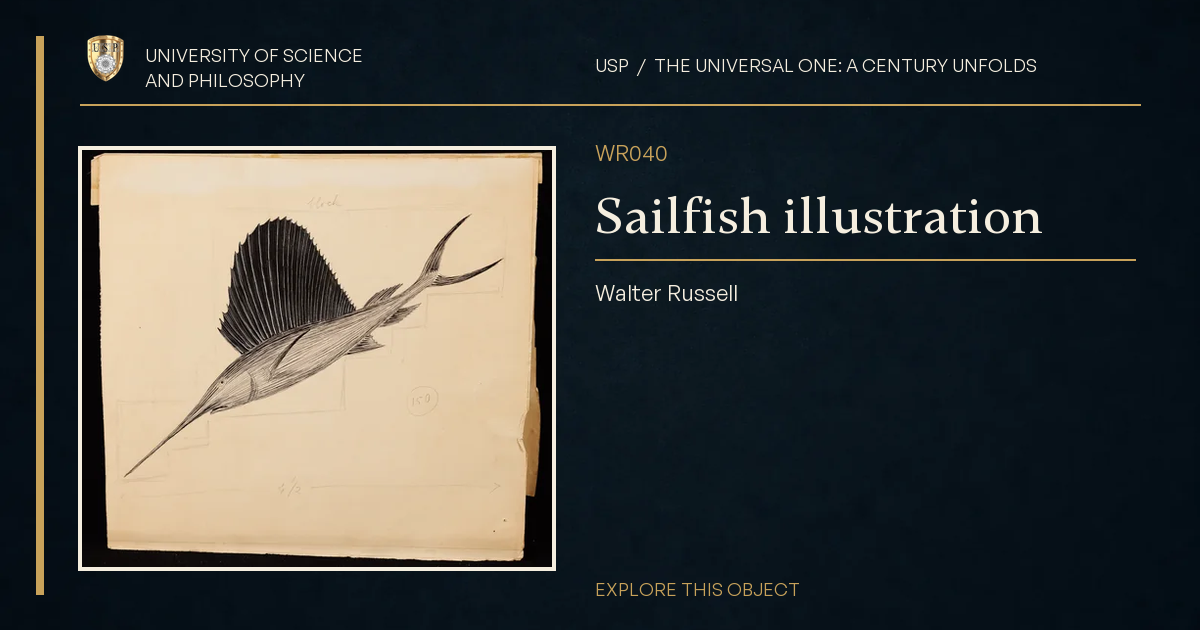 Sailfish illustration