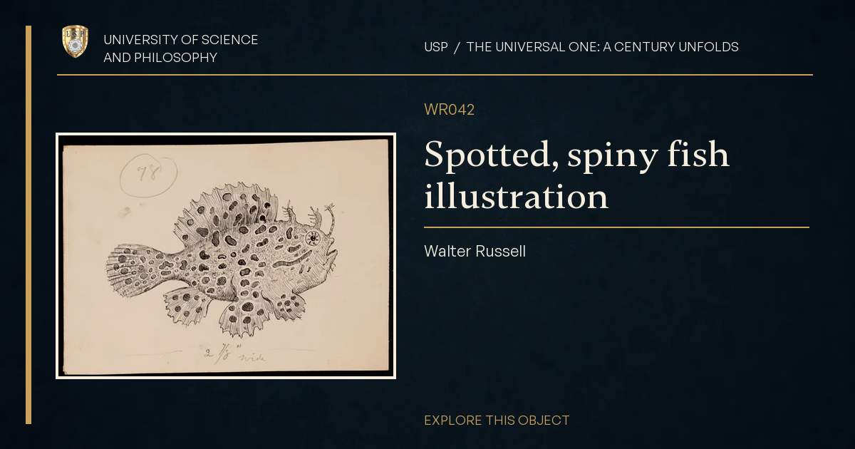 Spotted, spiny fish illustration